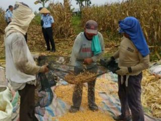 Panen Jagung 20 ton, Napi Sumbang Pemasukan Negara
