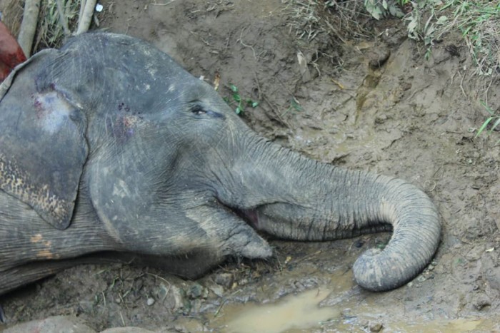 Seekor gajah bernama Neneng terbaring dalam kondisi mati di Kebun Binatang, Medan, Sabtu (25/1/2020). (PFI MEDAN, Rahmad Suryadi)
