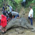 Neneng, seekor gajah betina berusia 55 tahun yang selama ini menjadi salah satu penghuni Medan Zoo meninggal, Sabtu (25/1/2020). (ist)
