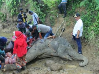 Neneng, seekor gajah betina berusia 55 tahun yang selama ini menjadi salah satu penghuni Medan Zoo meninggal, Sabtu (25/1/2020). (ist)