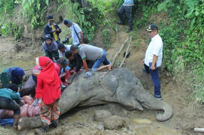 Neneng, seekor gajah betina berusia 55 tahun yang selama ini menjadi salah satu penghuni Medan Zoo meninggal, Sabtu (25/1/2020). (ist)