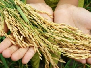 Presiden Joko Widodo akan menjadikan impor pangan sebagai salah salah satu sumber utama penyediaan pangan di dalam negeri, tertuang dalam draf RUU Omnibus Law Cipta Kerja. Ilustrasi.