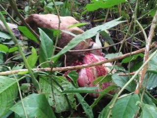 Harimau Sumatera Mangsa Ternak Warga di Langkat