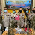 Tanam Ganja di Atap Rumah, Pasutri di Japaris Masuk Sel