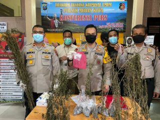 Tanam Ganja di Atap Rumah, Pasutri di Japaris Masuk Sel