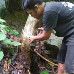 Balai Besar Konservasi Sumber Daya Alam (BBKSDA) Sumatera Utara memastikan jika Harimau sumatera yang memangsa hewan ternak warga di dua lokasi Kab Langkat, awal Mei lalu.