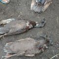 Warga Desa Pohan Tonga Kec Siborongborong Kab Tapanuli Utara (Taput) resah dengan kematian hewan ternak secara misterius.