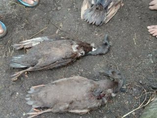 Warga Desa Pohan Tonga Kec Siborongborong Kab Tapanuli Utara (Taput) resah dengan kematian hewan ternak secara misterius.