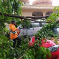 Hujan Deras Tumbangkan Pohon, Timpa 2 Mobil