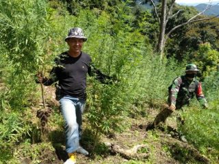 Pemusnahan ladang ganja dipimpin Kepala BNNP Sumut Brigjend Pol Atrial, Rabu (10/6/2020)
