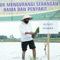 Surya melakukan penanaman padi serentak di Desa Serdang, Kecamatan Meranti, Kabupaten Asahan.