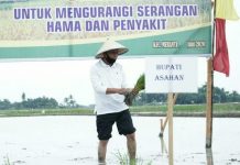 Surya melakukan penanaman padi serentak di Desa Serdang, Kecamatan Meranti, Kabupaten Asahan.
