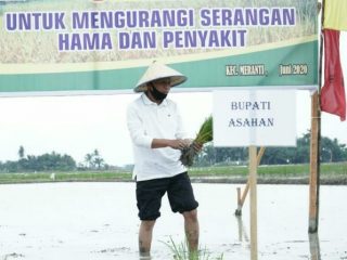 Surya melakukan penanaman padi serentak di Desa Serdang, Kecamatan Meranti, Kabupaten Asahan.