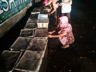 2.300 ekor burung Ciblek atau Perenjak Jawa dan Gelatik Batu dilepaskan oleh BBKSDA Sumut di area Taman Wisata Alam (TWA) Sibolangit.