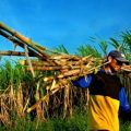 Harga Gula di Tingkat Petani Tebu Alami Penurunan Akibat Import