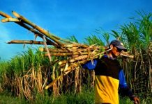 Harga Gula di Tingkat Petani Tebu Alami Penurunan Akibat Import