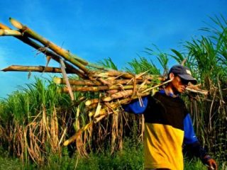 Harga Gula di Tingkat Petani Tebu Alami Penurunan Akibat Import