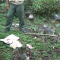 Balai Besar Konservasi Sumber Daya Alam (BBKSDA) Sumatera Utara kembali lakukan pelepasliaran satwa yang dilindungi.