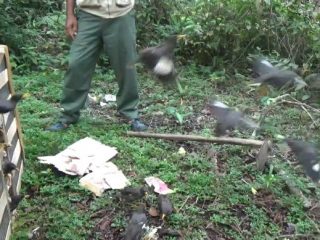 Balai Besar Konservasi Sumber Daya Alam (BBKSDA) Sumatera Utara kembali lakukan pelepasliaran satwa yang dilindungi.