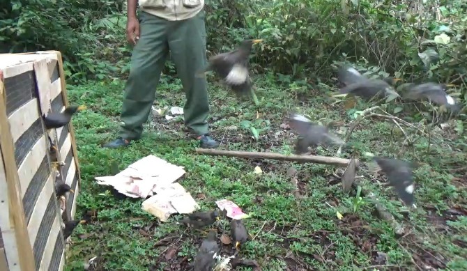Balai Besar Konservasi Sumber Daya Alam (BBKSDA) Sumatera Utara kembali lakukan pelepasliaran satwa yang dilindungi.