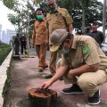 Plt Walikota Medan, Akhyar Nasution melakukan tinjauan di lokasi penebangan 19 batang pohon di Jalan Cut Mutia