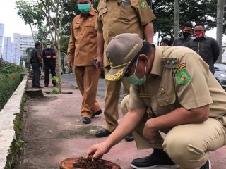 Plt Walikota Medan, Akhyar Nasution melakukan tinjauan di lokasi penebangan 19 batang pohon di Jalan Cut Mutia