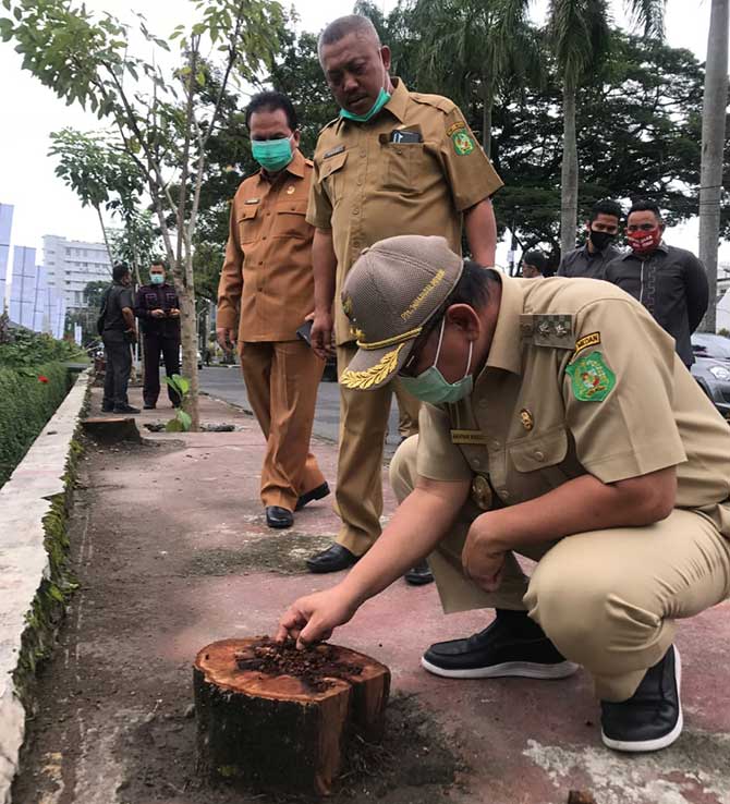 Plt Walikota Medan, Akhyar Nasution melakukan tinjauan di lokasi penebangan 19 batang pohon di Jalan Cut Mutia