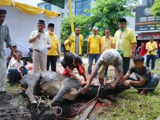 Bobby Sumbang Hewan Kurban ke PDI Perjuangan dan Golkar
