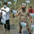 Kegiatan Penanaman Mangrove di Kelurahan Sicanang, Selasa (11/8/2020).
