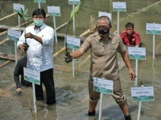 Kegiatan Penanaman Mangrove di Kelurahan Sicanang, Selasa (11/8/2020).