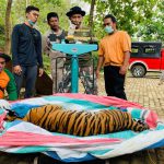 Turun ke Pemukiman Warga, Harimau "Sri Bilah" di Tapsel Dievakuasi