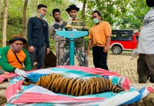 Turun ke Pemukiman Warga, Harimau "Sri Bilah" di Tapsel Dievakuasi