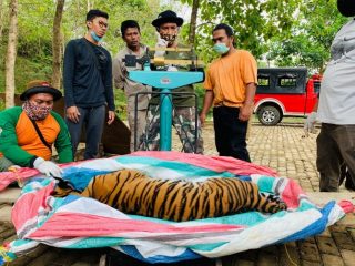Turun ke Pemukiman Warga, Harimau "Sri Bilah" di Tapsel Dievakuasi