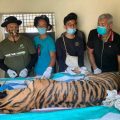 "Sri Bilah", Harimau Sumatera yang Dievakuasi di Tapsel Alami Malnutrisi