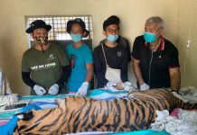 "Sri Bilah", Harimau Sumatera yang Dievakuasi di Tapsel Alami Malnutrisi