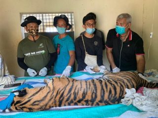 "Sri Bilah", Harimau Sumatera yang Dievakuasi di Tapsel Alami Malnutrisi