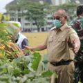 Plt Walikota Medan, Akhyar Nasution saat hadiri panen raya padi