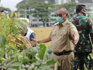 Plt Walikota Medan, Akhyar Nasution saat hadiri panen raya padi