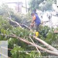 Dua Warga Luka Berat Usai Tertimpa Pohon di Jalan Menteng