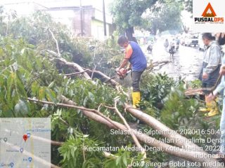 Dua Warga Luka Berat Usai Tertimpa Pohon di Jalan Menteng
