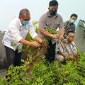 Plt Walikota Medan, Akhyar Nasution saat ikut melakukan panen perdana kacang tanah di Kampung Millenium Agro Rooftop Plaza Millenium.