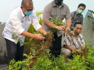 Plt Walikota Medan, Akhyar Nasution saat ikut melakukan panen perdana kacang tanah di Kampung Millenium Agro Rooftop Plaza Millenium.
