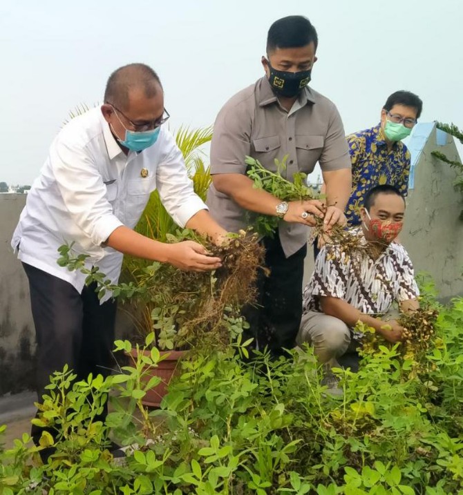 Plt Walikota Medan, Akhyar Nasution saat ikut melakukan panen perdana kacang tanah di Kampung Millenium Agro Rooftop Plaza Millenium.