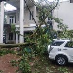 Pohon tumbang di kantor Balai Besar Konservasi Sumber Daya Alam (BKSDA) Sumut yang menimpa dua mobil.