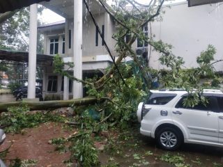 Pohon tumbang di kantor Balai Besar Konservasi Sumber Daya Alam (BKSDA) Sumut yang menimpa dua mobil.