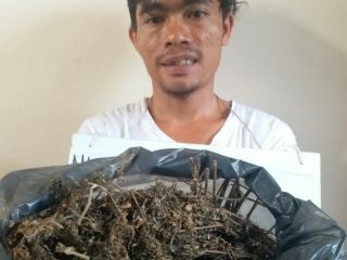 Miliki Ganja 1 Kilogram, Seorang Petani di Batangtoru Ditangkap