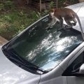Diduga Lapar, Monyet Liar Curi Kaca Spion Mobil