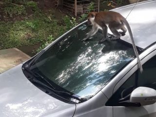 Diduga Lapar, Monyet Liar Curi Kaca Spion Mobil