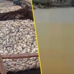 Air Danau Toba Kotor, Ratusan Ton Ikan Mati Mendadak