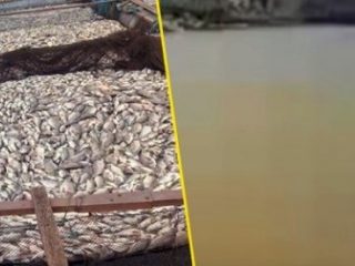 Air Danau Toba Kotor, Ratusan Ton Ikan Mati Mendadak